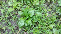 Plantago cordata