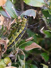 Cydalima perspectalis