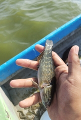 Dormitator latifrons