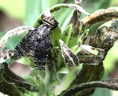 Platystoma seminationis