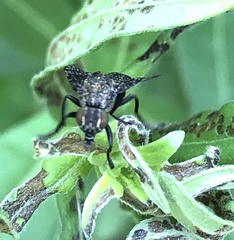 Platystoma seminationis