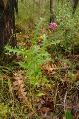 Grevillea quercifolia