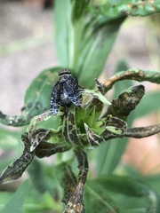 Platystoma seminationis