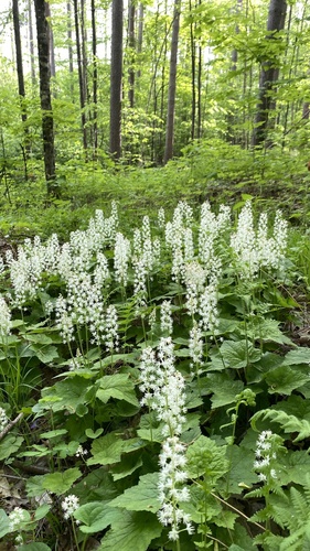 Uolaskėliniai nuotrauka