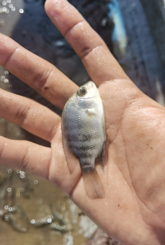 Blackthroat cichlid (Astatheros macracanthus) — Cichlidae — 4