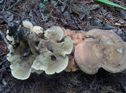 Sarcodon stereosarcinon Wehm.