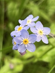 Myosotis sylvatica