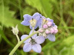 Myosotis sylvatica