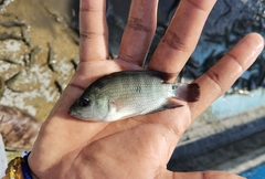 Amphilophus trimaculatus