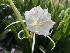 Hymenocallis coronaria