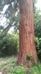 Sequoia sempervirens