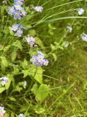 Myosotis sylvatica