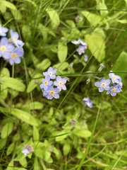 Myosotis sylvatica