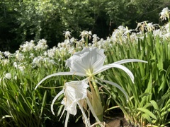 Hymenocallis coronaria