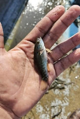 Dormitator latifrons