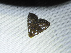 Condicinae