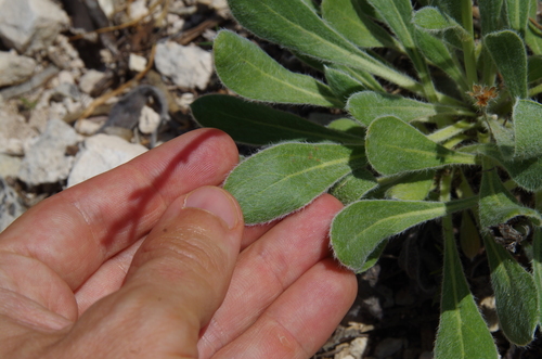 Image of Eriogonum nealleyi by (c) Eric Knight, some rights reserved (CC BY)