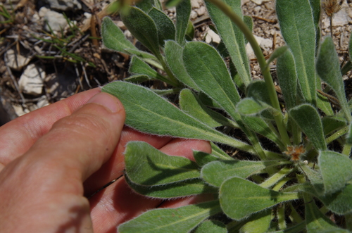 Image of Eriogonum nealleyi by (c) Eric Knight, some rights reserved (CC BY)