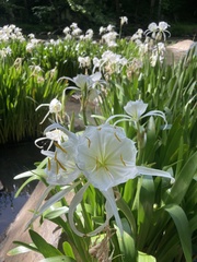 Hymenocallis coronaria
