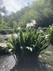 Hymenocallis coronaria