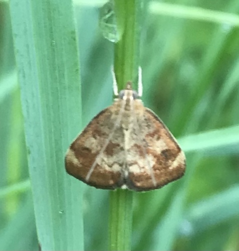 Pyrausta homonymalis photo 5