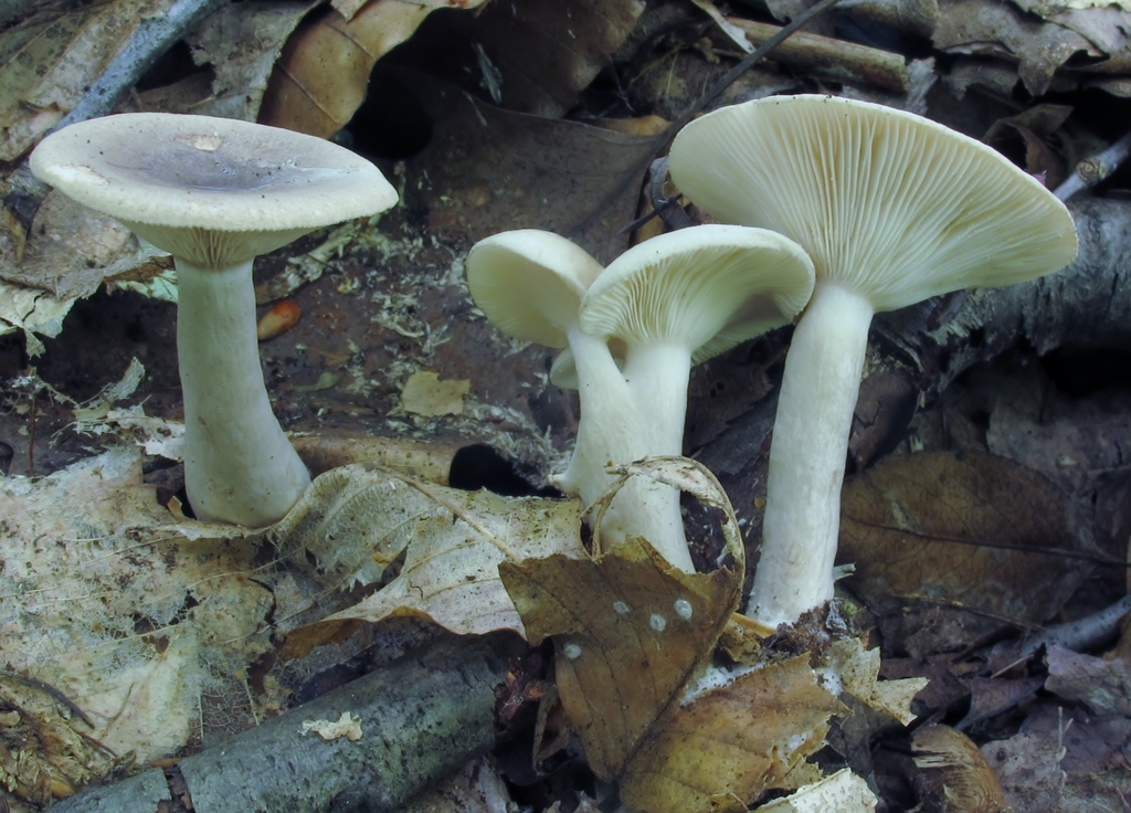 Lactarius cinereus