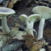 Lactarius cinereus - Photo (c) mycowalt, some rights reserved (CC BY-SA), uploaded by mycowalt