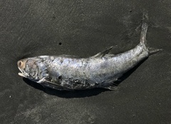 Eleutheronema