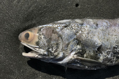 Eleutheronema