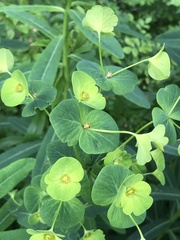 Euphorbia purpurea