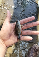 Dormitator latifrons