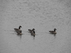 Branta hutchinsii hutchinsii