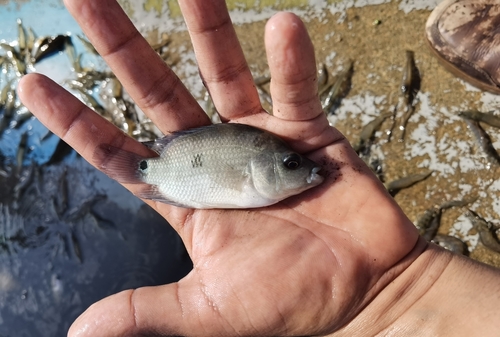 Three-spot cichlid (Cichlasoma trimaculatum) — Cichlidae — 2