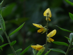 Crotalaria juncea