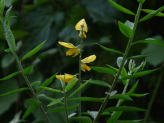 Crotalaria juncea