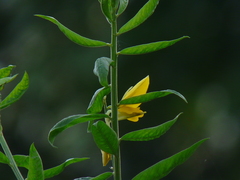 Crotalaria juncea