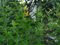 Crotalaria juncea