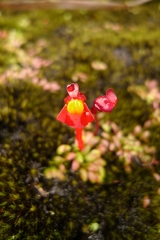 Utricularia menziesii