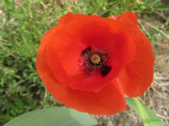 Papaver rhoeas
