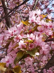 Prunus sargentii