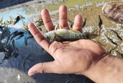 Dormitator latifrons