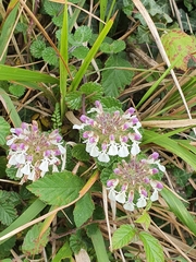 Teucrium pyrenaicum