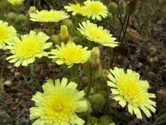 Andryala integrifolia