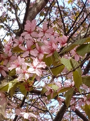 Prunus sargentii