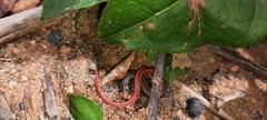 Vanzosaura multiscutata