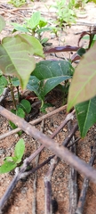Vanzosaura multiscutata