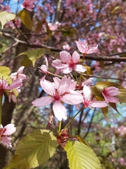 Prunus sargentii
