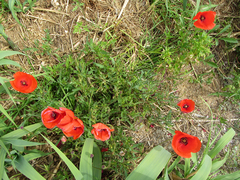 Papaver rhoeas