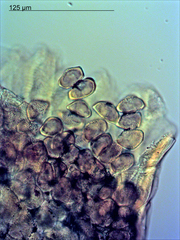 Puccinia akiraho