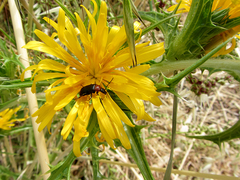 Scolymus hispanicus